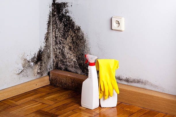 Best Residential Mold Removal  in Atwood, KS