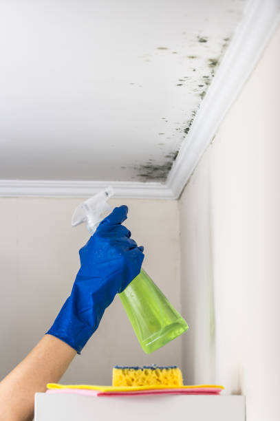 Best Toxic Mold Removal  in Atwood, KS